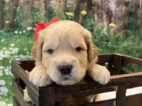 Ranger, a male Goldendoodle for sale in The Woodlands, TX – 4 of 9