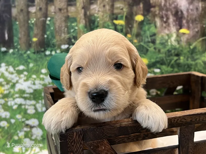 Goose – Goldendoodle puppy for sale in The Woodlands, TX