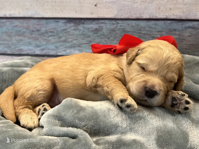 Ranger – Goldendoodle puppy for sale in The Woodlands, TX