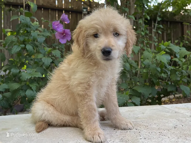 Oliver – Goldendoodle puppy for sale in The Woodlands, TX
