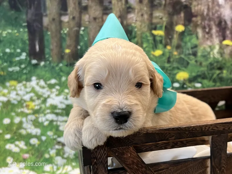 Tank – Goldendoodle puppy for sale in The Woodlands, TX
