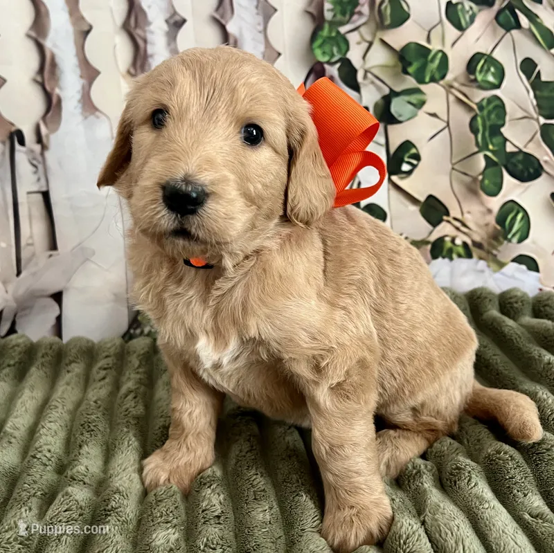 Hope – Goldendoodle puppy for sale in The Woodlands, TX