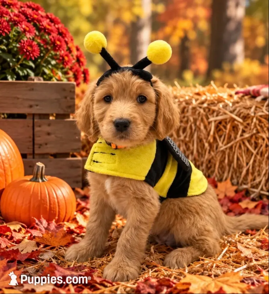 Prissy, a female Goldendoodle for sale in The Woodlands, TX – 1 of 4