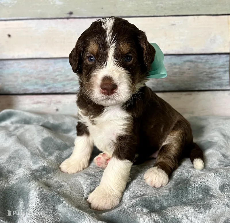 Melody  – Bernedoodle puppy for sale in The Woodlands, TX