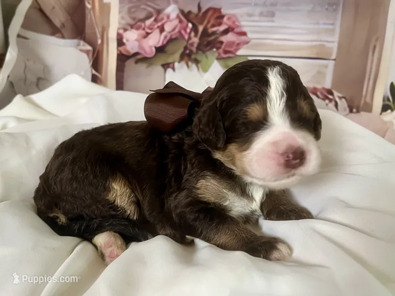Charlie – Bernedoodle puppy for sale in The Woodlands, TX