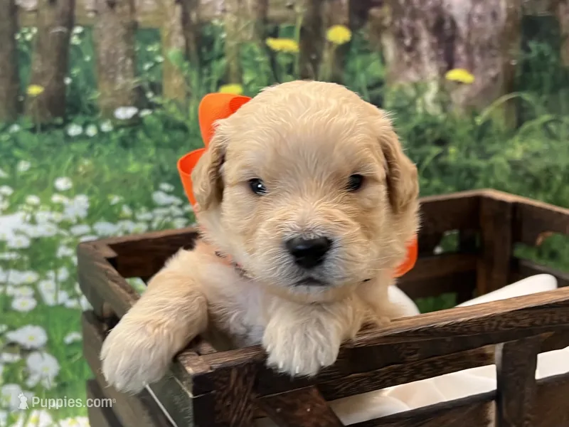 Oliver – Goldendoodle puppy for sale in The Woodlands, TX