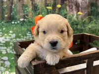 Oliver, a male Goldendoodle for sale in The Woodlands, TX – 6 of 8