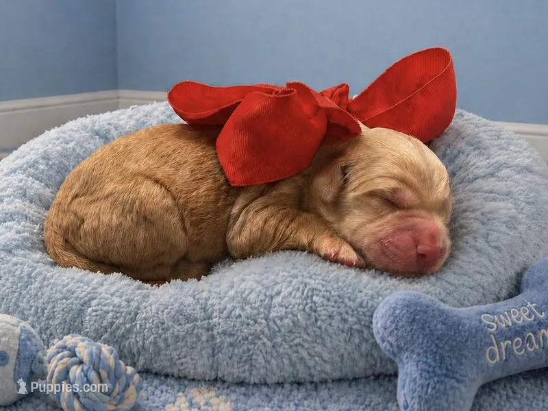 Ranger – Goldendoodle puppy for sale in The Woodlands, TX