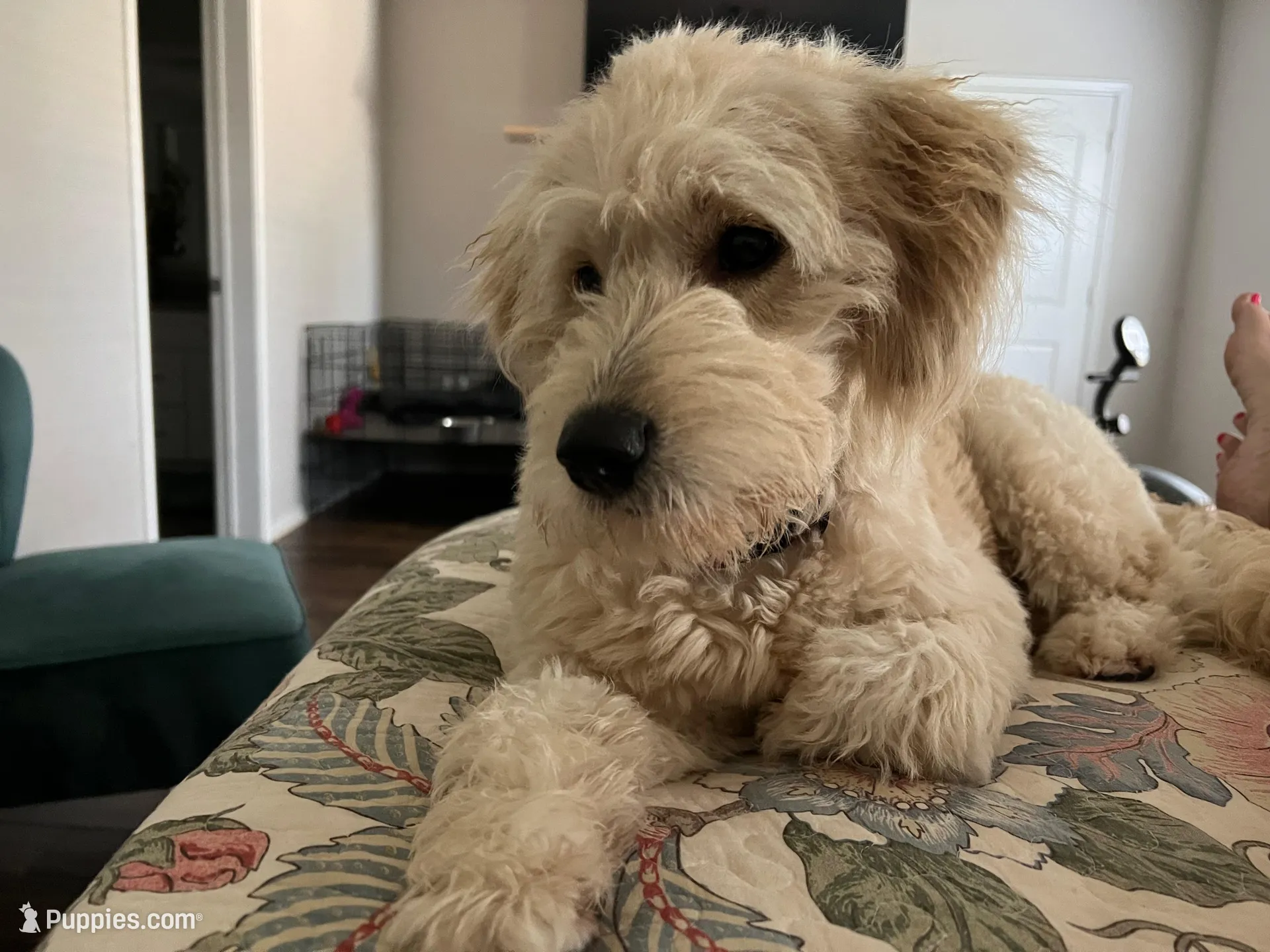 Ranger, a male Goldendoodle for sale in The Woodlands, TX – 9 of 9