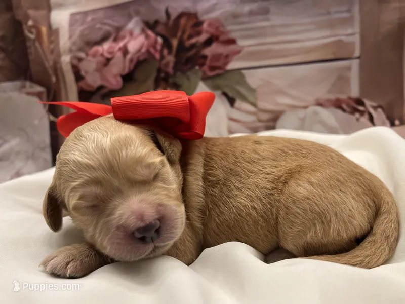 Ranger – Goldendoodle puppy for sale in The Woodlands, TX
