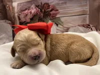 Ranger, a male Goldendoodle for sale in The Woodlands, TX – 6 of 9