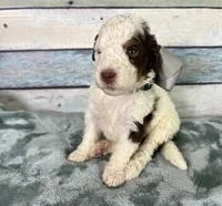 Winston , a male Bernedoodle for sale in The Woodlands, TX – 6 of 6