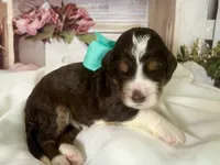 Melody , a female Bernedoodle for sale in The Woodlands, TX – 4 of 5