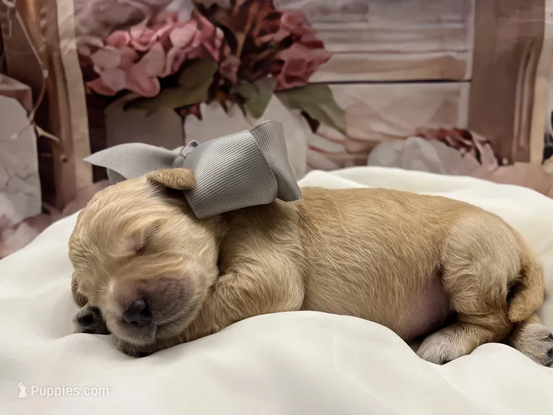 Sophie – Goldendoodle puppy for sale in The Woodlands, TX