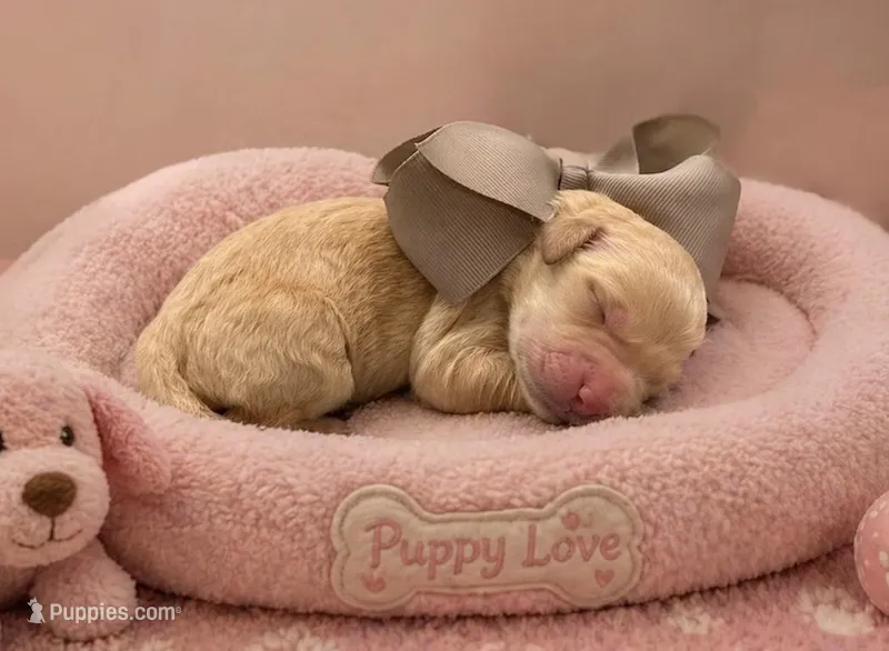 Sophie – Goldendoodle puppy for sale in The Woodlands, TX