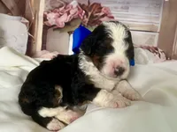 Baxter, a male Bernedoodle for sale in The Woodlands, TX – 2 of 4
