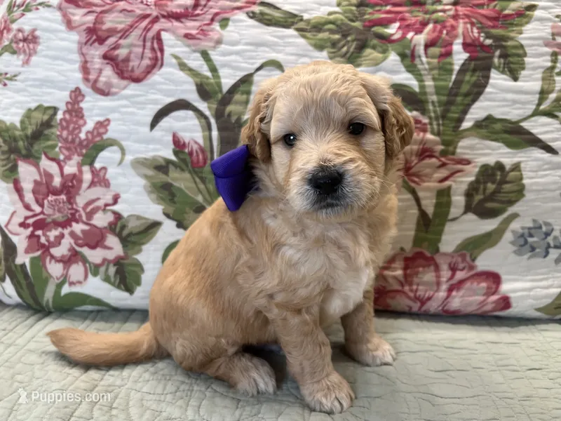 Peanut – Goldendoodle puppy for sale in The Woodlands, TX