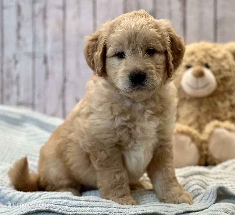 Ranger – Goldendoodle puppy for sale in The Woodlands, TX