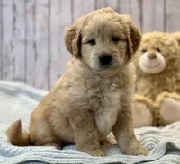 Ranger, a male Goldendoodle for sale in The Woodlands, TX – 1 of 9