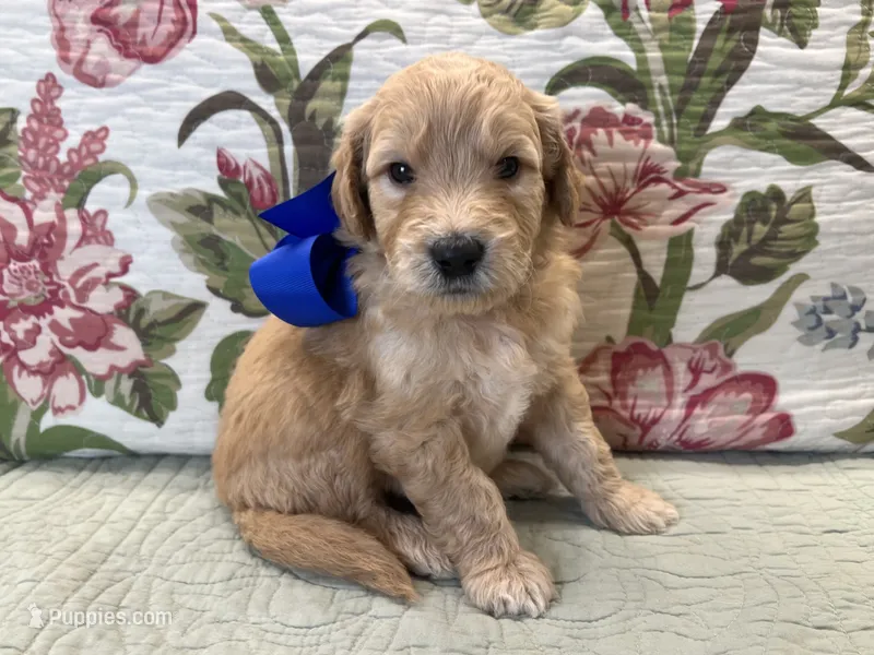 Biscuit F1 – Goldendoodle puppy for sale in The Woodlands, TX