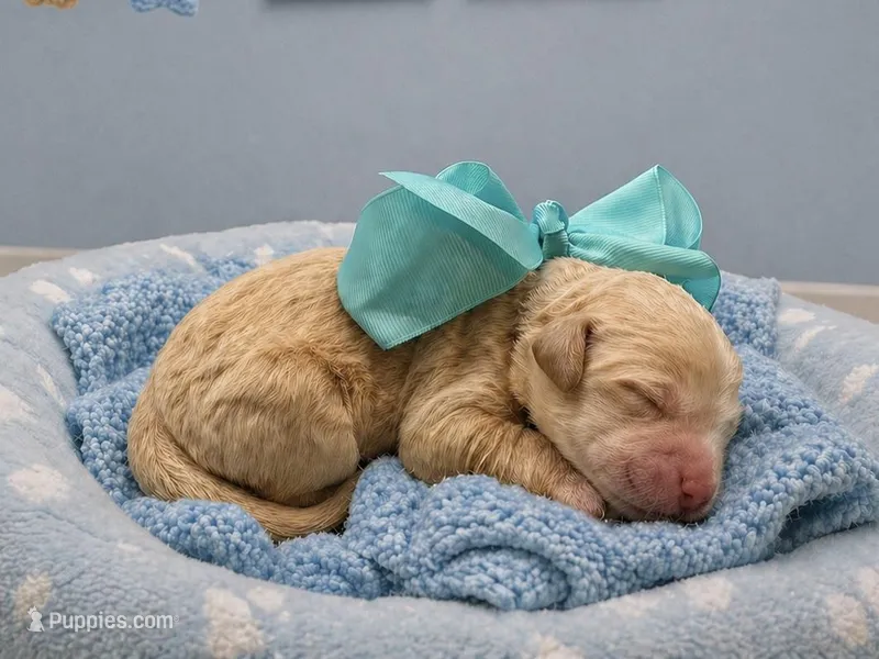 Tank – Goldendoodle puppy for sale in The Woodlands, TX