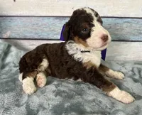 Paisley, a female Bernedoodle for sale in The Woodlands, TX – 2 of 4