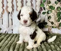 Winston , a male Bernedoodle for sale in The Woodlands, TX – 3 of 6