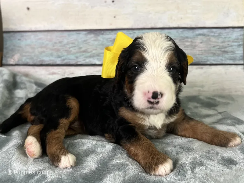 Dolly – Bernedoodle puppy for sale in The Woodlands, TX