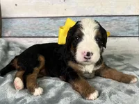 Dolly, a female Bernedoodle for sale in The Woodlands, TX – 1 of 4