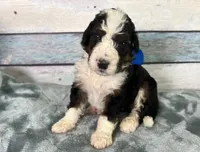 Baxter, a male Bernedoodle for sale in The Woodlands, TX – 3 of 4