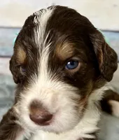 Melody , a female Bernedoodle for sale in The Woodlands, TX – 2 of 5