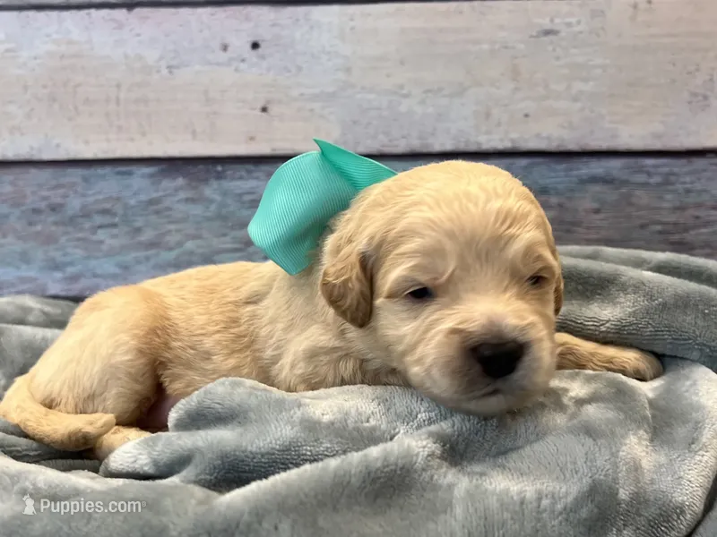 Tank – Goldendoodle puppy for sale in The Woodlands, TX