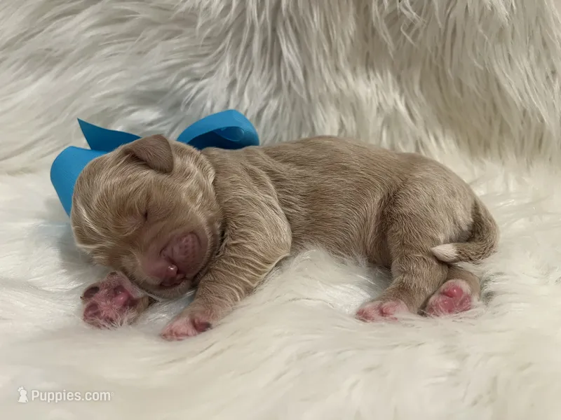 Bandit – Goldendoodle puppy for sale in The Woodlands, TX