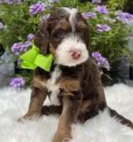 Maggie, a female Bernedoodle for sale in The Woodlands, TX – 2 of 2