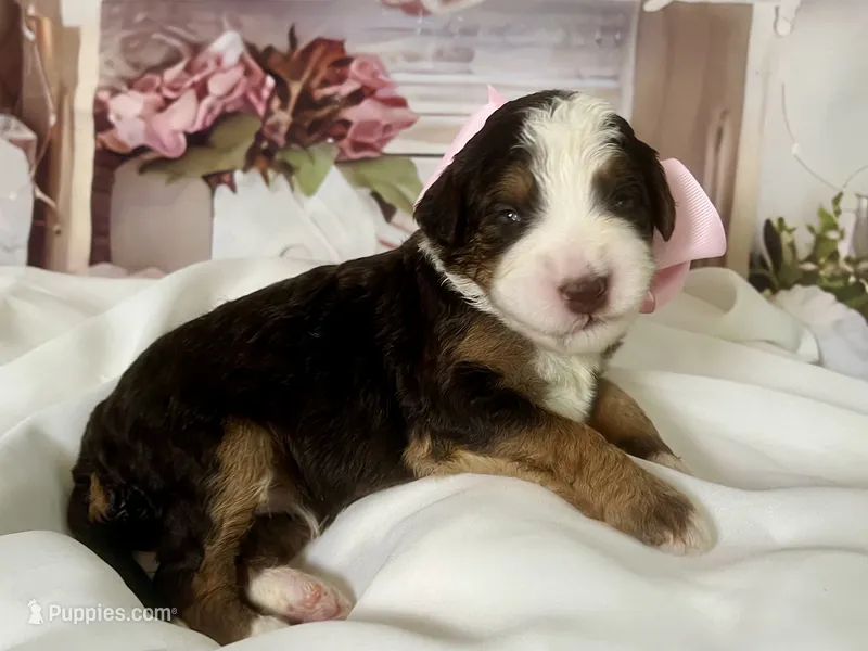 Maggie – Bernedoodle puppy for sale in The Woodlands, TX