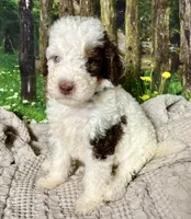Winston , a male Bernedoodle for sale in The Woodlands, TX – 5 of 6