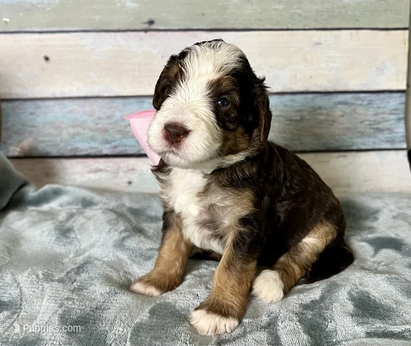 Maggie – Bernedoodle puppy for sale in The Woodlands, TX
