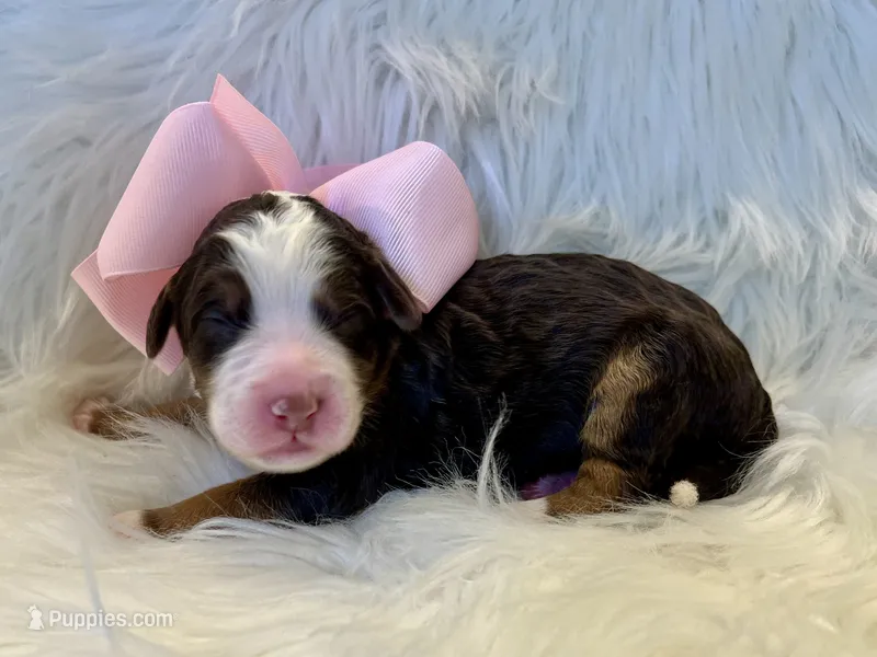 Maggie – Bernedoodle puppy for sale in The Woodlands, TX