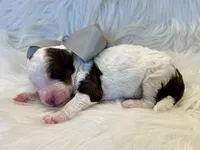 Max, a male Bernedoodle for sale in The Woodlands, TX – 3 of 4