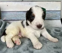 Max, a male Bernedoodle for sale in The Woodlands, TX – 1 of 4