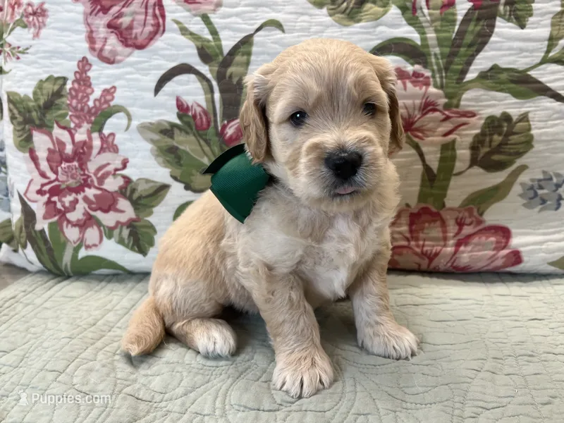Goose – Goldendoodle puppy for sale in The Woodlands, TX