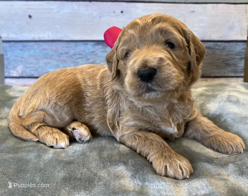 Paisley  – Goldendoodle puppy for sale in The Woodlands, TX
