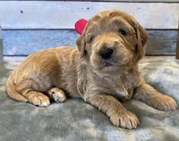 Prissy, a female Goldendoodle for sale in The Woodlands, TX – 3 of 4