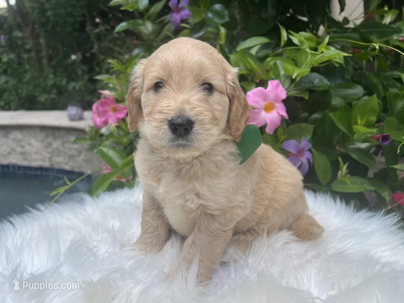Goose – Goldendoodle puppy for sale in The Woodlands, TX