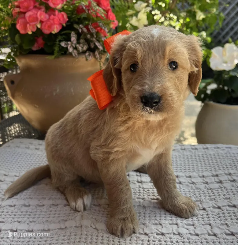 Poppy Standard F1 – Goldendoodle puppy for sale in The Woodlands, TX