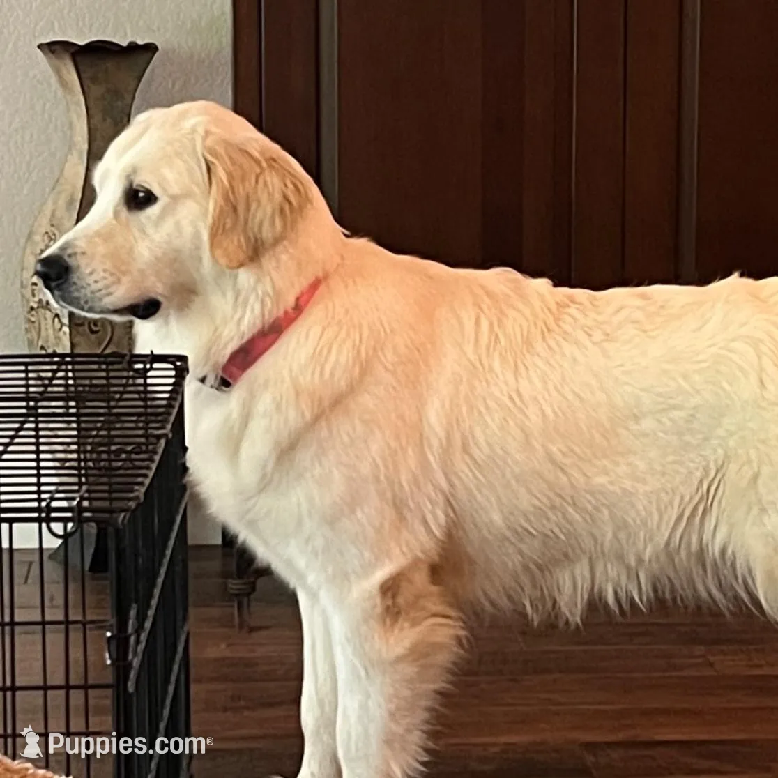 Poppy Standard F1, a female Goldendoodle for sale in The Woodlands, TX – Photo 5 of 5