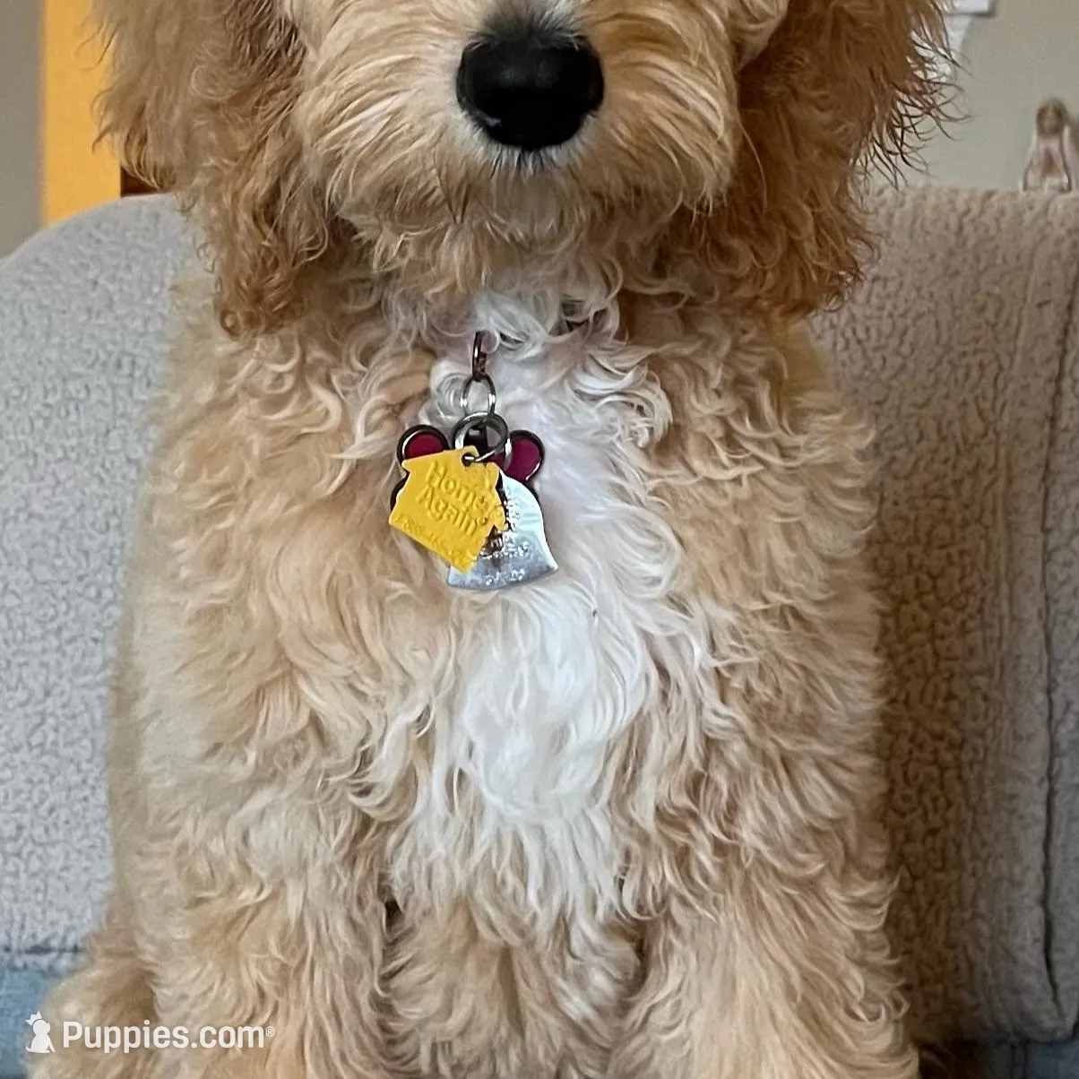 Lavender Standard F1, a female Goldendoodle for sale in The Woodlands, TX – Photo 4 of 6