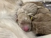 Lavender Standard F1, a female Goldendoodle for sale in The Woodlands, TX – Photo 2 of 6