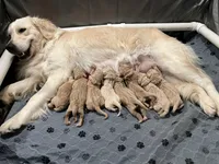 Lavender Standard F1, a female Goldendoodle for sale in The Woodlands, TX – Photo 3 of 6