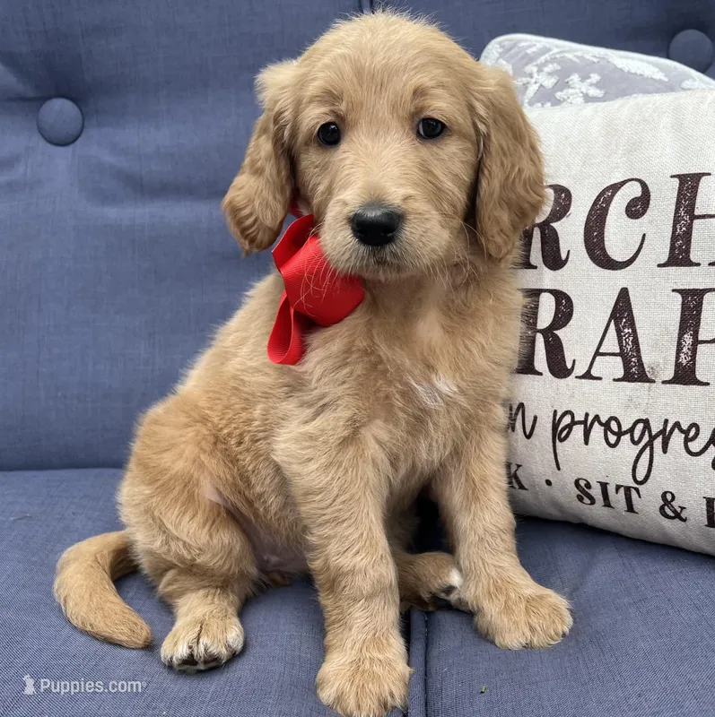 Poppy Standard F1 – Goldendoodle puppy for sale in The Woodlands, TX